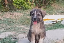 "Thần thú" cứu cả làng khỏi thảm họa sạt lở đất kinh hoàng