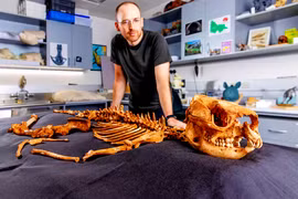 Tìm thấy hóa thạch Kangaroo mặt ngắn 50.000 năm tuổi 