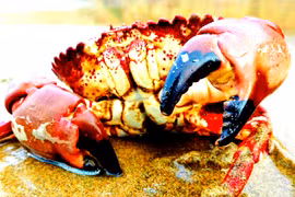  Giải mã cua khổng lồ cổ xưa khiến giới khoa học sững sờ