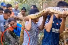 Kinh hoàng trăn siêu to nuốt chửng người giữa ban ngày