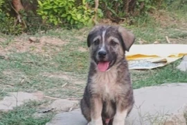 "Thần thú" cứu cả làng khỏi thảm họa sạt lở đất kinh hoàng