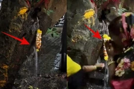 Cây phượng cổ thụ "khóc" ra nước thánh, chuyên gia hé lộ sốc