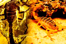 Lộ diện "quái vật" bọ cạp 125 triệu năm tuổi ở Trung Quốc