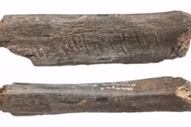 Dấu vết lạ trên xương gấu cổ hé lộ nghệ thuật của người Neanderthal