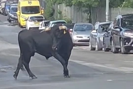 Chú bò trốn lò mổ như phim, kết cục đổi đời gây xúc động