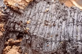 Soi tấm cỏ dệt hiếm có 3.000 năm, phát hiện chi tiết khó ngờ