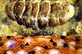 Loài sinh vật biển độc dị, mắt mọc chi chít khắp vỏ 