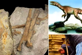 Tiết lộ điều chưa từng biết về “khủng long xứ Wales'