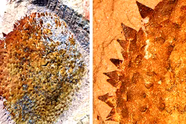 Sự thật ít người biết về loài sên gai thời tiền sử 