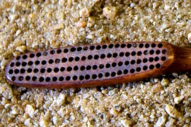 Khai quật bàn chải ngà voi bí ẩn của hoàng đế cuối Brazil