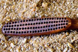 Khai quật bàn chải ngà voi bí ẩn của hoàng đế cuối Brazil