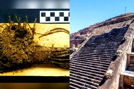 4 bó hoa 2.000 tuổi còn nguyên vẹn, hé lộ thông tin sốc