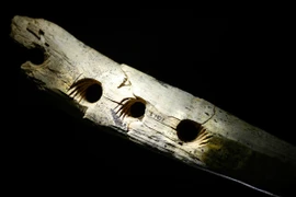 Công cụ bện dây thừng 40.000 năm tuổi 