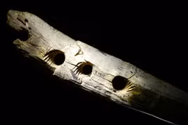 Công cụ bện dây thừng 40.000 năm tuổi 