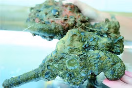 Tìm thấy súng lục hiếm trong vụ đắm tàu thế kỷ 18 