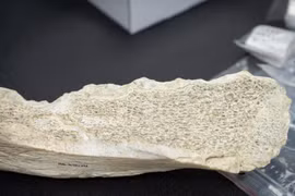 Phát hiện công cụ bằng xương 1,5 triệu năm, chuyên gia sững người 