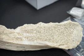 Phát hiện công cụ bằng xương 1,5 triệu năm, chuyên gia sững người 