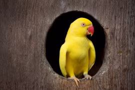 Vẹt cưng phản chủ, giúp cảnh sát triệt phá băng đảng ma túy lớn