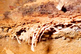 Tấm “nệm cỏ” 200.000 năm hé lộ thói quen người tiền sử