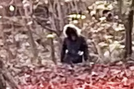 Rợn gáy Người Sói cao 2,4 mét lộ diện trong rừng ở Anh 