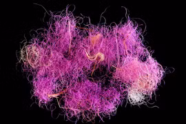 Vải tím hoàng gia 3.000 năm tuổi khiến giới khảo cổ sửng sốt