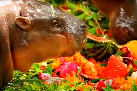 Lên một tuổi, hà mã Moo Deng được tổ chức sinh nhật cực cháy