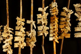 Bí ẩn hàng trăm đốt sống người xâu chuỗi trên cọc sậy 