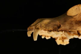 Giải mã nghi lễ hiến tế ít nhất 140 con chó thời La Mã 