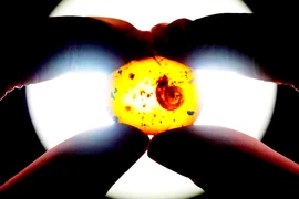 Phát hiện hổ phách ốc sên lông chấn động giới khoa học