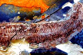 Tìm thấy hóa thạch 'quái vật' 444 triệu năm, lộ bí ẩn sốc