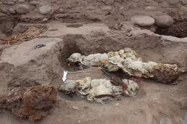 Sự thật về người Inca hiến tế lạc đà không bướu 