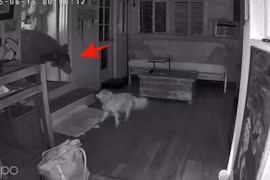 Chú chó già dũng cảm đối đầu "quái thú" khổng lồ bảo vệ chủ