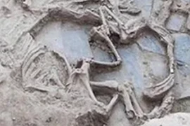 Sự thật về những con ngựa tế lễ Thời Kỳ Đồ Sắt cách đây 2.500 năm