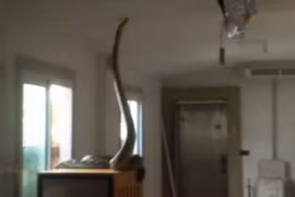 Trăn khổng lồ 5 mét đột nhập vào nhà săn mồi khiến người dân 'đứng hình'