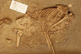 Hài cốt 7.000 năm tuổi khoác trang phục vỏ sò, răng hươu đỏ