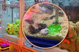 Cửa hàng trò chơi điện tử bị chỉ trích vì ngược đãi chuột hamster 