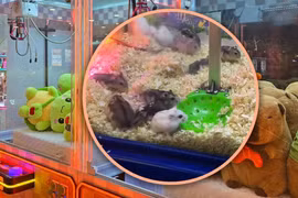 Cửa hàng trò chơi điện tử bị chỉ trích vì ngược đãi chuột hamster 