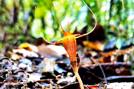 Loài cây độc lạ nở hoa như đèn lồng, thế giới chỉ có 5 cây