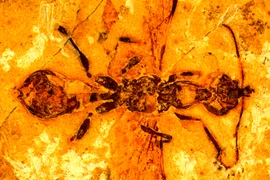 Sự thật giật mình về kiến địa ngục 113 triệu năm tuổi 