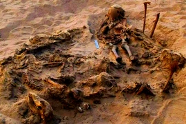 Phát hiện chấn động đứa trẻ chôn cùng 142 con chó ở Ai Cập 