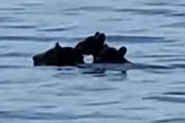  Xúc động khoảnh khắc gấu mẹ cõng hai con vượt hồ nước lớn