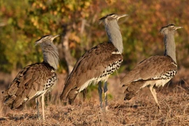 Loài chim nặng nhất thế giới có thể bay, là loài cực hiếm