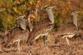 Loài chim nặng nhất thế giới có thể bay, là loài cực hiếm