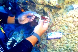 Bí ẩn dao găm đồng 3.600 năm tuổi nằm trong xác tàu đắm