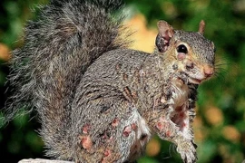 Sóc "thây ma" đầy mụn mủ gieo rắc nỗi sợ hãi khắp Bắc Mỹ