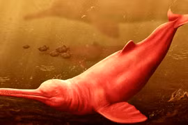 Phát hiện hộp sọ 16 triệu năm, quái vật sông Amazon lộ diện