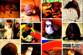 Chiến dịch Interpol chấn động, tóm hàng trăm kẻ buôn thú quý