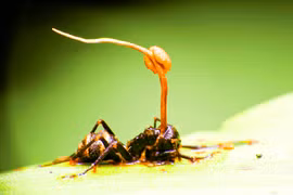 Nấm ký sinh trong hổ phách 99 triệu năm tuổi 