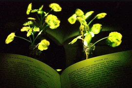 Không phải bóng đèn, đây mới là thứ thắp sáng hiệu quả trong tương lai 