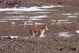 Điệp viên robot linh dương đầu tiên trên thế giới, trà trộn thành công 